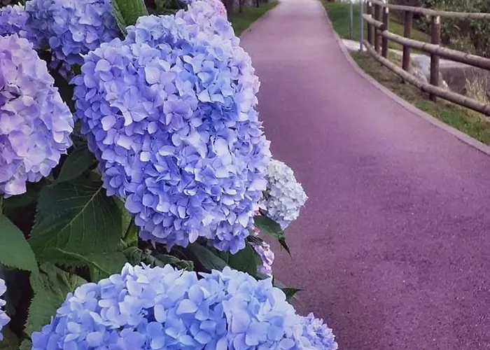 Διαμέρισμα Le Rose Sul *