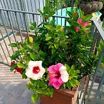 Le Rose Sul Apartament