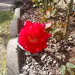 Le Rose Sul * Pescate