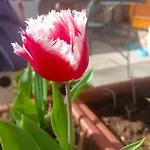 Le Rose Sul *