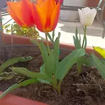 Le Rose Sul Pescate