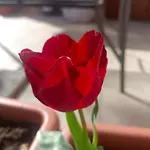 Le Rose Sul Pescate