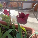 דירה Le Rose Sul Pescate