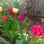 Le Rose Sul Appartement Pescate