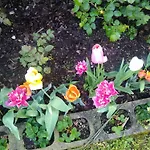 Le Rose Sul * Pescate