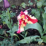Le Rose Sul Apartament
