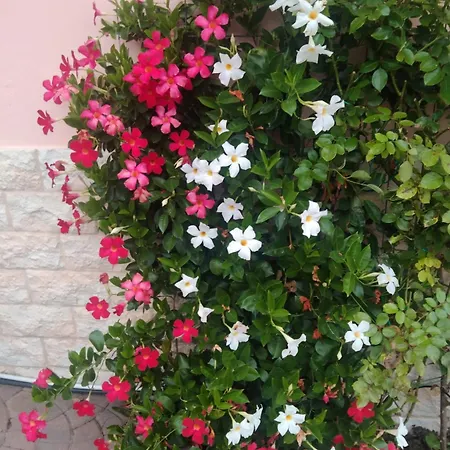 Apartamento Le Rose Sul Pescate