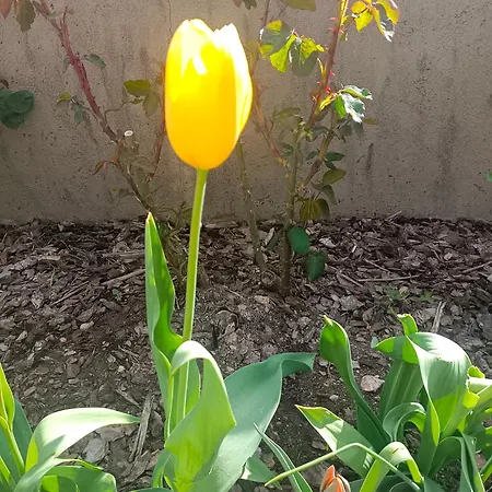Apartamento Le Rose Sul
