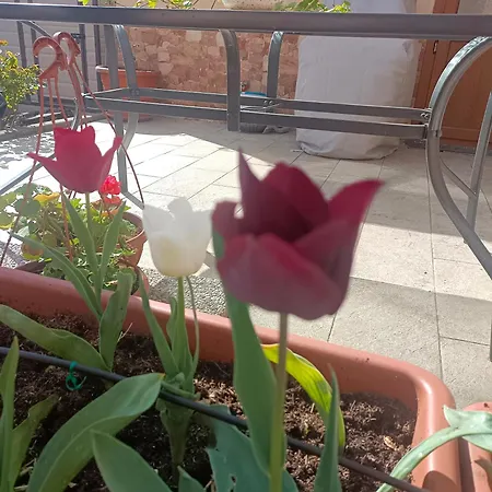 Apartamento Le Rose Sul Pescate