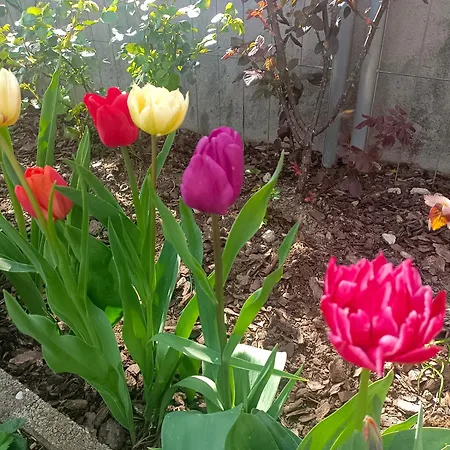 Le Rose Sul Appartement Pescate