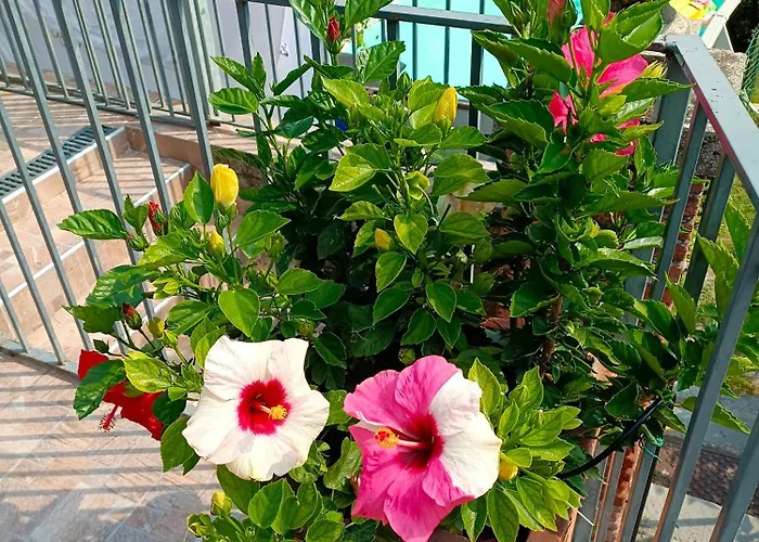Le Rose Sul Apartment