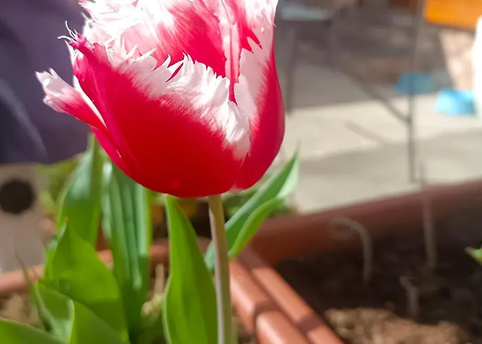 Le Rose Sul *