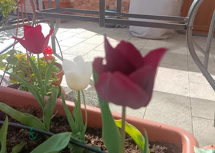 Apartment Le Rose Sul Pescate